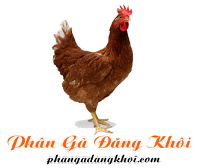 PHÂN GÀ ĐĂNG KHÔI